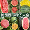 特大甜王西瓜种子酥脆水果，春夏秋四季播阳台懒汉黑皮高产黄瓤籽
