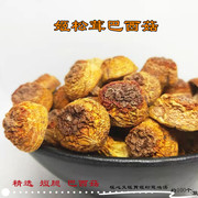 短腿姬松茸云南巴西菇原味营养250g煲汤家用