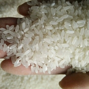 新米东北大米正宗五常稻花香大米10kg黑龙江农家粳米20斤装