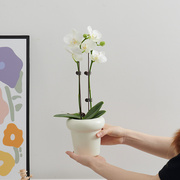 蝴蝶兰花盆高级感精致小花盆，陶瓷桌面小盆栽，花盆兰花套盆专用花瓶