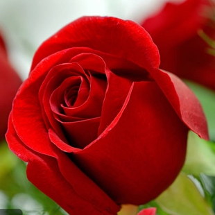 大红色玫瑰花苗盆栽老桩卡，罗拉阳台庭院，特大花浓香四季开花卉带花