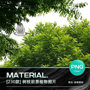 树枝树冠前景植物树叶图片装饰背景摄影照片后期合成PNG免抠素材