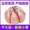 农家自种干大蒜头新鲜白紫皮3/5/10斤装种籽干蒜低价大蒜晒干