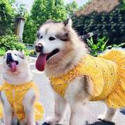 狗狗衣服夏季公主风金毛，萨摩耶阿拉斯加大型犬，狗狗裙子薄款衣夏装