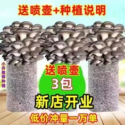 新疆买一发三蘑菇菌包食用菌室内蘑菇种植菌棒种子菌种菌菇包