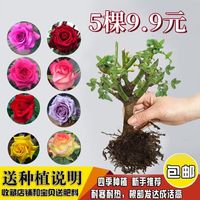 5棵9.9元月季花苗老桩玫瑰特大植物，室内外盆栽，阳台四季开花卉不断