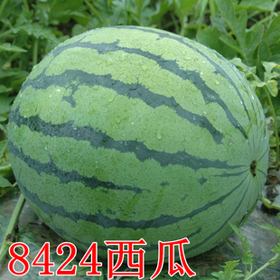 早佳8424西瓜种子麒麟王西瓜籽，早熟超甜特大懒汉高产红瓤苗秧基地