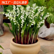 铃兰花苗盆栽种球花卉室内外耐寒水培种根四季开花鲜花客厅庭院