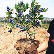兔眼蓝莓苗南北方，种植盆栽地栽苗带果带土，蓝梅果树苗