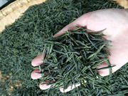安徽六安瓜片高山浓香茶叶，春茶雨前新茶250g特级绿茶灌装2021散装