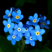 勿忘草种子 蓝色小花勿忘我种子 室内阳台盆栽花卉种子四季播种