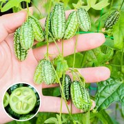 拇指西瓜种子 迷你小西瓜种子非转基因四季盆栽水果