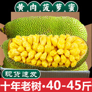 海南菠萝蜜新鲜水果波罗蜜当季整箱40斤一整个红黄心三亚特产