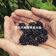 种黑树莓苗黑莓树苗水果苗美国当年结果智利黑莓苗覆盆子