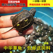 中华草龟乌龟外塘金线草，龟苗活体龟墨龟，大小观赏水龟情侣龟宠物龟