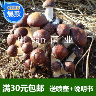 赤菇巧克力色大球盖菇古田赤松茸，菌种蘑菇种植包免费(包免费)农技指导