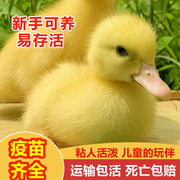 柯达鸭活物幼崽小鸭子，活宠物纯种网红小黄鸭，下蛋繁殖柯达鸭活体苗