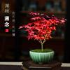 日本红枫盆景原生红舞姬，室内茶桌小盆栽四季好养中式禅意小植物