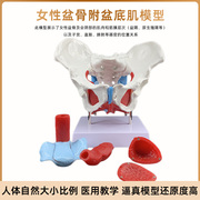 女性骨盆盆底肌肉模型人体分娩助产解剖医学盆腔，动态骨骼结构教具