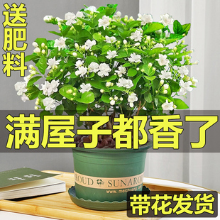 茉莉花苗盆栽带花苞九里香老桩驱蚊水培花卉绿植物室内栀子花好养