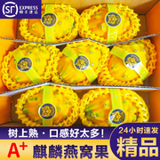 黄金麒麟燕窝果5斤当季新鲜黄皮白心火龙果热带特产水果整箱