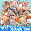 天然海螺贝壳珊瑚，地台鱼缸造景装饰寄居蟹，手工diy漂流瓶套装