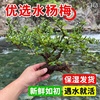 水陆缸懒人水培植物鱼缸造景老桩四季常青和鱼养一整套
