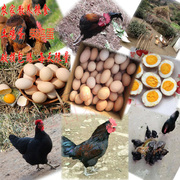 四川宜宾正宗农家散养土鸡蛋农村新鲜纯天然粮食自养本地鸡蛋