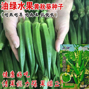 美味黄秋葵(黄秋葵)种子，春夏秋四季播蔬菜籽红秋葵，阳台盆栽油绿嫩水果孑