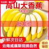 云南香蕉威廉斯香蕉现摘自然熟大香蕉当季水果新鲜