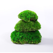 永生白发苔藓块苔藓凸起效果专用纯植物保鲜苔藓植物墙微景观装饰