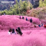 粉黛乱子草种子网红草花种籽子，毛芒乱子草观赏花种籽多年生花种子