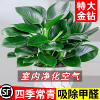 金钻绿公主盆栽绿箩萝水培植物办公室内花卉绿植四季好养活吸甲醛