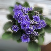 重瓣非洲堇紫罗兰盆栽带花四季不断办公室内喜阴花卉植物两件