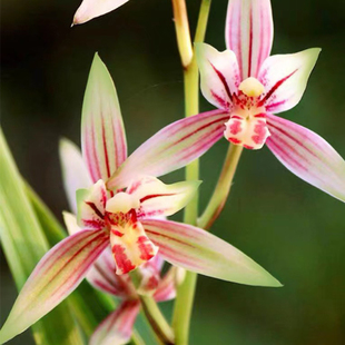 金边兰花（黄金彩虹）夏季开花浓香四季建兰花卉绿植夏秋带花苞