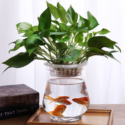 创意简约透明玻璃花瓶，水培绿萝植物鲜花插花瓶，客厅摆件花边鱼缸