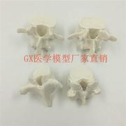 人体脊柱模型脊椎骨模型，胸椎腰z椎结构模型，关节玩具骨头骨骼
