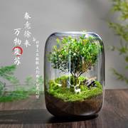 生命之树创意桌面苔藓微景观成品盆景好养鲜活绿植生态瓶盆栽