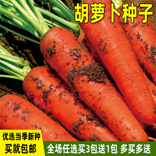 胡萝卜种子籽种水果萝卜种籽红胡罗卜四季蔬菜种子农家种孑菜种籽