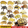 仿真两栖动物模型陆龟玩具加拉帕戈斯象龟塑胶儿童科教认知摆件