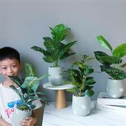 仿真龟背盆栽室内仿真植物塑料小盆栽装饰绿植仿真花草假植物