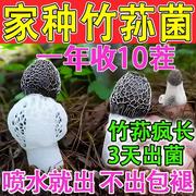 一年吃不完竹荪种植包竹荪菌种懒人自种可食用蘑菇菌包四季高产