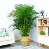 散尾葵大型绿植袖珍椰子，凤尾竹客厅室内盆栽，防雾霾吸甲醛植物