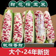 新鲜现摘花糯玉米当季整箱，10斤甜玉米棒子苞谷粒水果玉米蔬菜