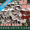 云贵川特产鸡枞菌菌菇包高产大脚菇斗鸡菇四季可种加种植技术指导