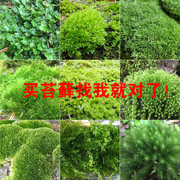 绿苔藓微观盆景青苔鲜活短绒大灰苔藓孢子微景观植物创意盆栽地皮