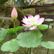 荷花仿真花假荷叶莲花客厅塑料PU假花装饰水池摆件拍照拍摄道具杆