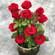 卡罗拉红玫瑰扦插花苗花卉观花植物阳台盆栽大花浓香月季切花