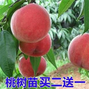 桃树嫁接苗盆栽南方果树苗，当年结果特大桃树苗水蜜桃地栽北方种植