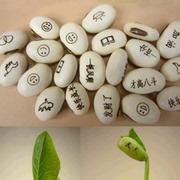 刻字爱情魔豆种子种植创意，祝福儿童迷你植物，带字小朋友桌面小盆栽